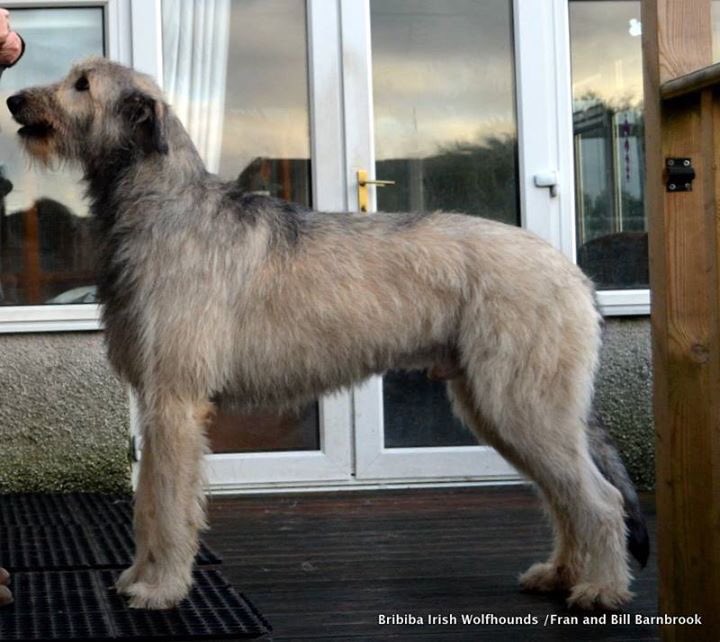 bribiba irish wolfhounds