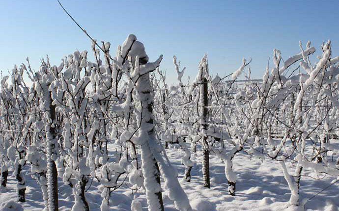 #Maltempo: agricoltura in ginocchio. La #Puglia chiede lo stato di calamità.
#Coldiretti: "Attenti alla truffe" bit.ly/2jqlUxC