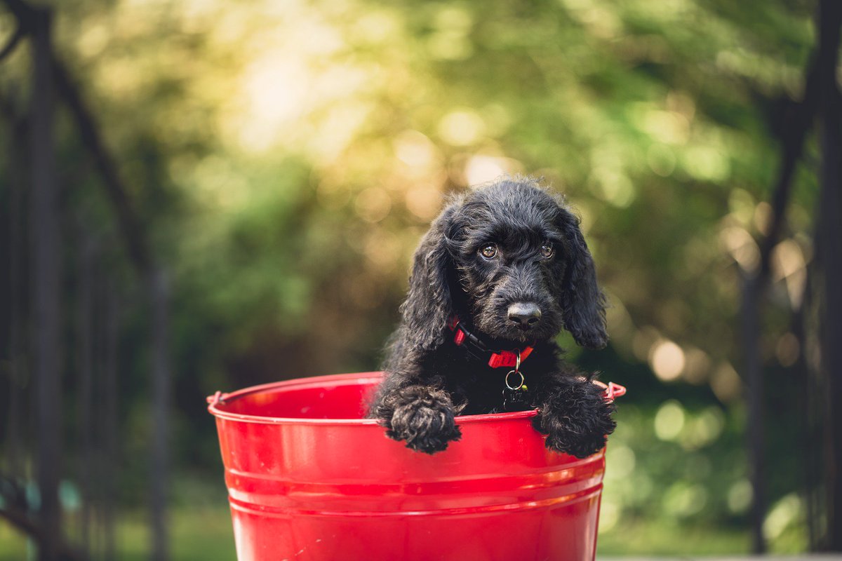 Gocompare's tweet photo. To help you get through #BlueMonday here're some beautiful pups 🐶 https://t.co/GSULV4pOsZ