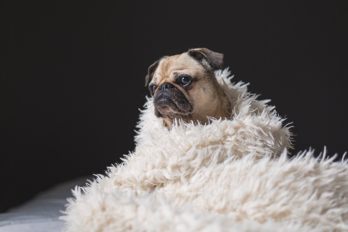Gocompare's tweet photo. To help you get through #BlueMonday here're some beautiful pups 🐶 https://t.co/GSULV4pOsZ
