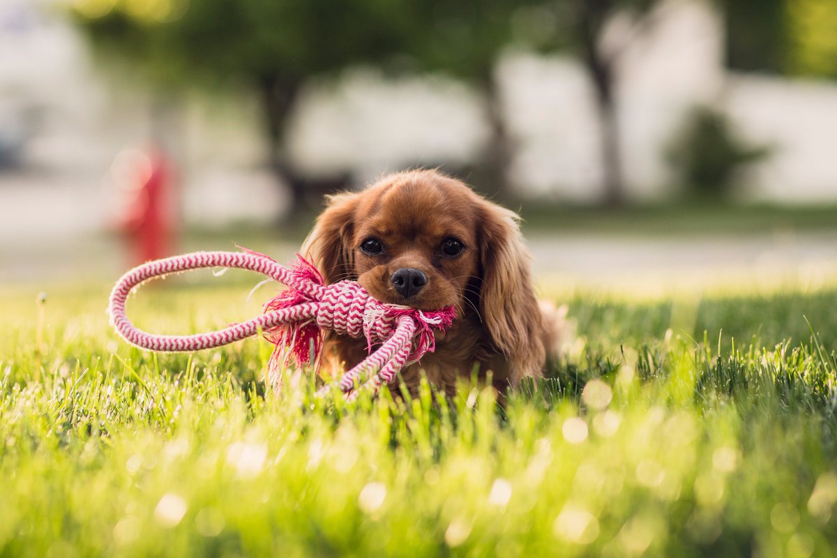 Gocompare's tweet photo. To help you get through #BlueMonday here're some beautiful pups 🐶 https://t.co/GSULV4pOsZ