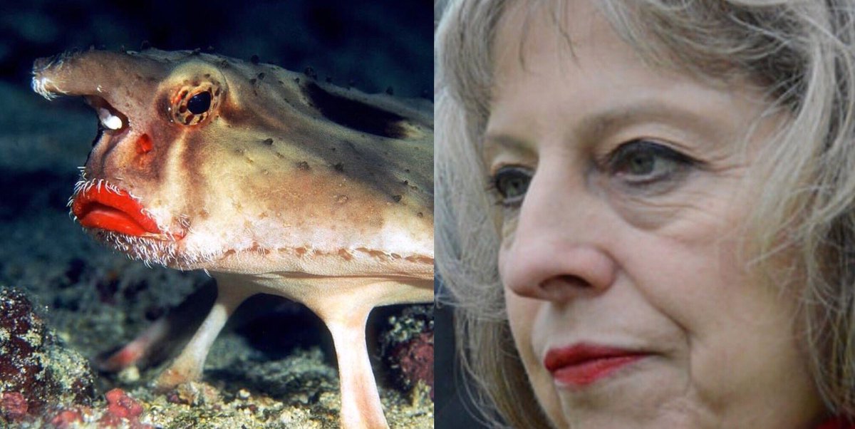 Susie FW tweet media