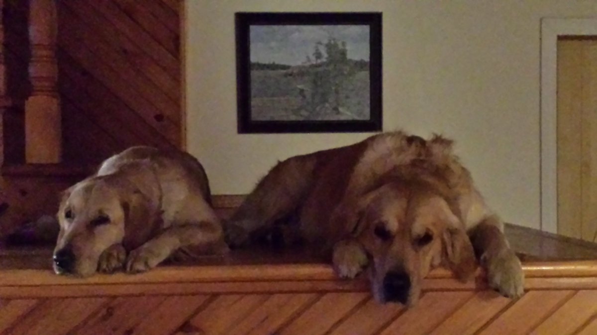 baitcasters's tweet photo. Golden Retriever puppies coming soon!  Dixie and Murphy are thrilled to announce they are expecting 😍 https://t.co/Jy4pkh8pjR