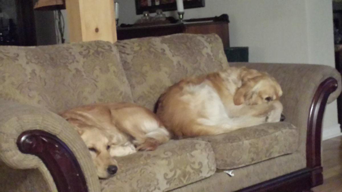 baitcasters's tweet photo. Golden Retriever puppies coming soon!  Dixie and Murphy are thrilled to announce they are expecting 😍 https://t.co/Jy4pkh8pjR