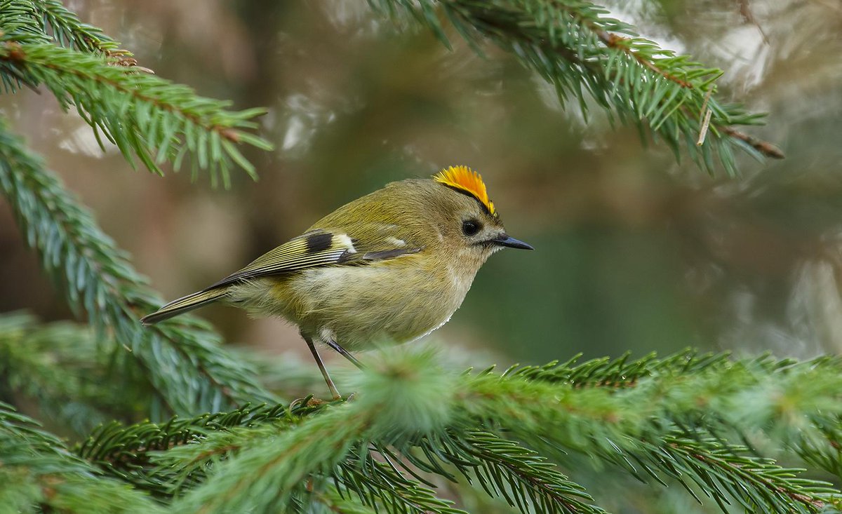 Goldcrest with crest raised - Regulus regulus #London #wildlife #photography