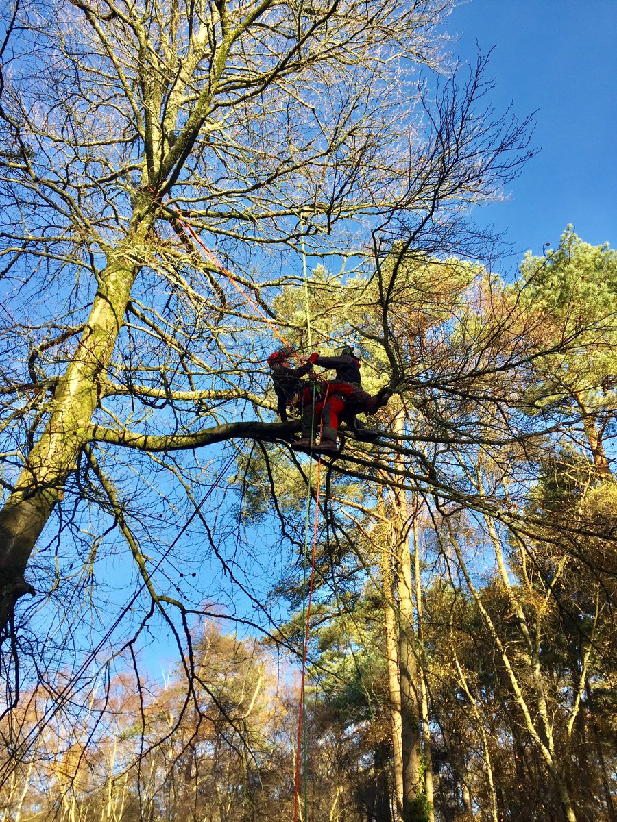 DartmoorTrees's tweet photo. Congratulations to Sam on passing his #aerial #rescue assessment. Something that is vital for us to know but touch #wood never have to use https://t.co/Sl0y51GPrk