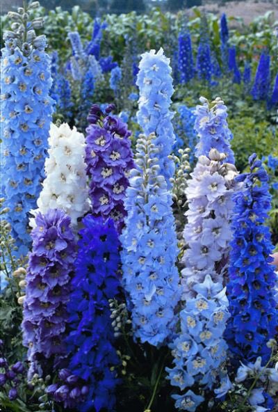 Blue Monday@Flowersinsight #Bloem-on-Monday!Bij min €15,-mooi ingepakte #blauwe bloem cadeau!Weg met #blueMonday !
