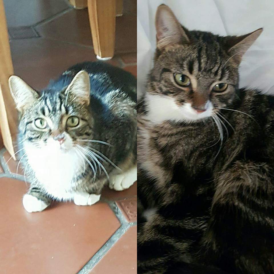 Kennomeat's tweet photo. Missing from #Millway #Bushey since 14th Jan. Young cat chipped https://t.co/AvziCNfXfj