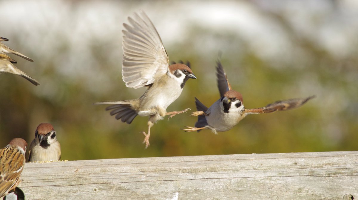 中野さとる マンガみたいなケンカしてる 雀 スズメ すずめ Sparrow T Co Wrtnauailo Twitter 中野さとる マンガみたいなケンカしてる 雀 スズメ すずめ Sparrow T Co Wrtnauailo Twitter