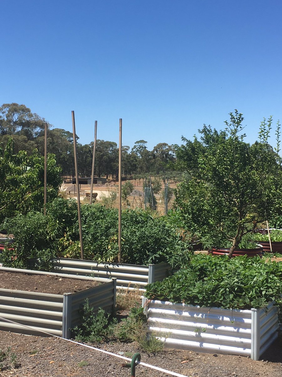 NuggettyO's tweet photo. Fresh is best ..... veggie  patch at Nuggetty Creek Olives https://t.co/0Pz41dk3Ab