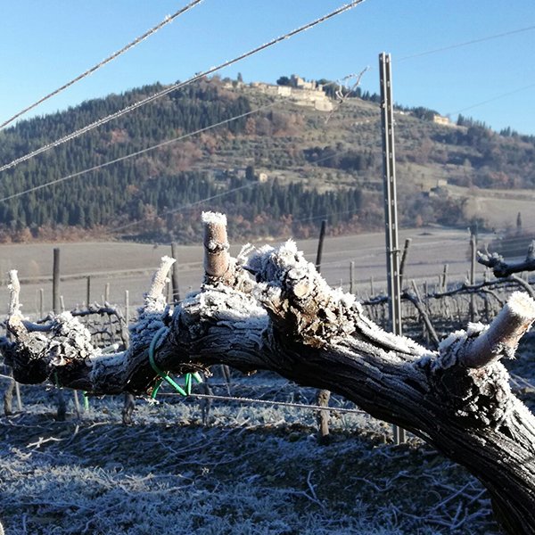 Le vigne di #Nipozzano si sono coperte di galaverna, un fenomeno per il quale l'umidità gela di colpo nella notte. #Frescobaldi