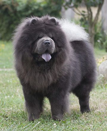 mynetpets's tweet image. This is our kind of #blueMonday #bluemerlecollie #bluechow #blueitaliangreyhound #blueweimaraner #dogsoftwitter #dogs #dogbreeds