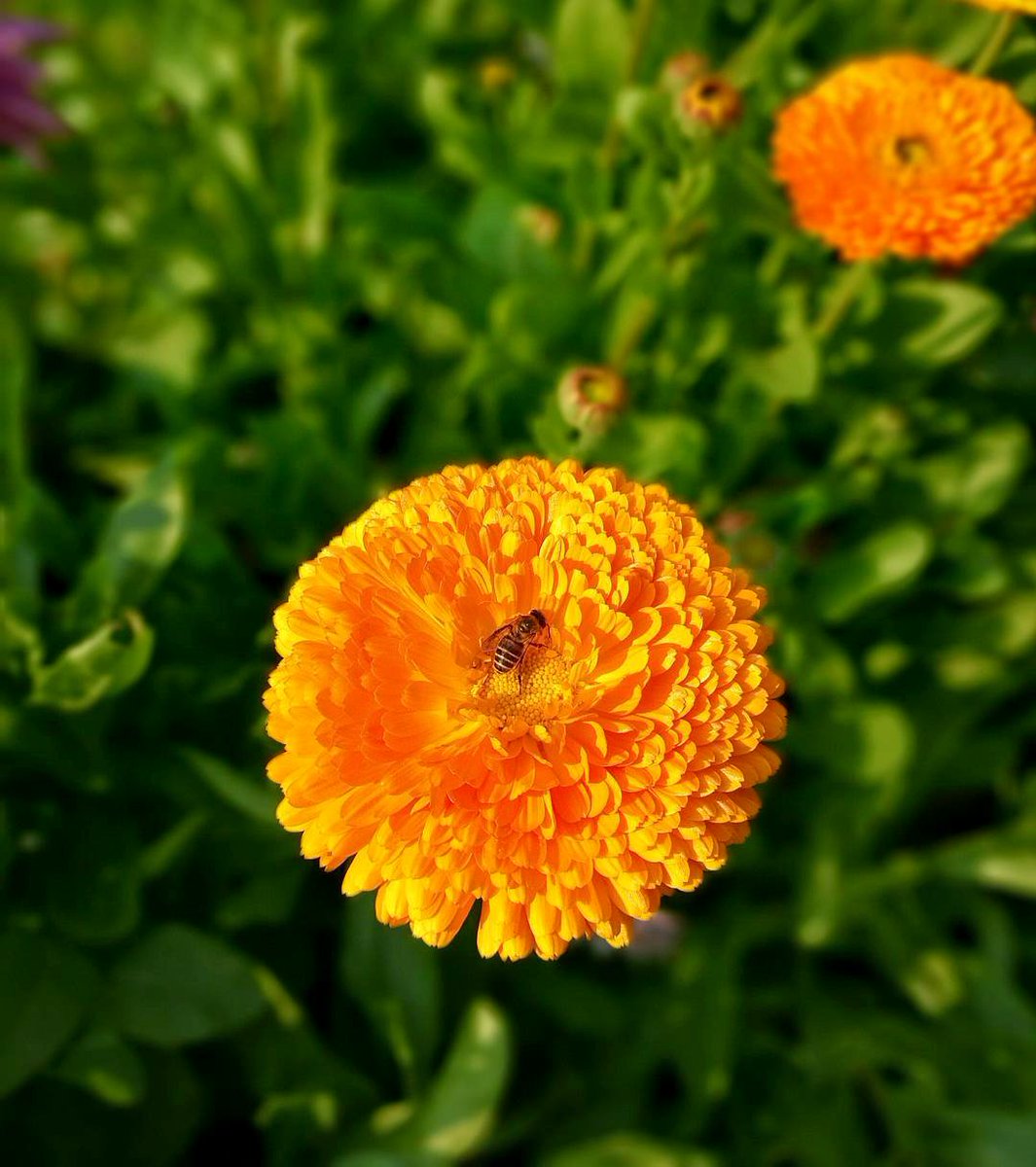 kunalmalhotra26's tweet photo. #MobileClick using Bokeh Mode in @HiHonorIndia #Honor8.
EXIF: 1/500 sec, F/2.2, ISO 50 https://t.co/VWS4OXBbgD