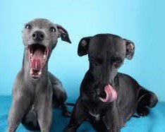 mynetpets's tweet image. This is our kind of #blueMonday #bluemerlecollie #bluechow #blueitaliangreyhound #blueweimaraner #dogsoftwitter #dogs #dogbreeds