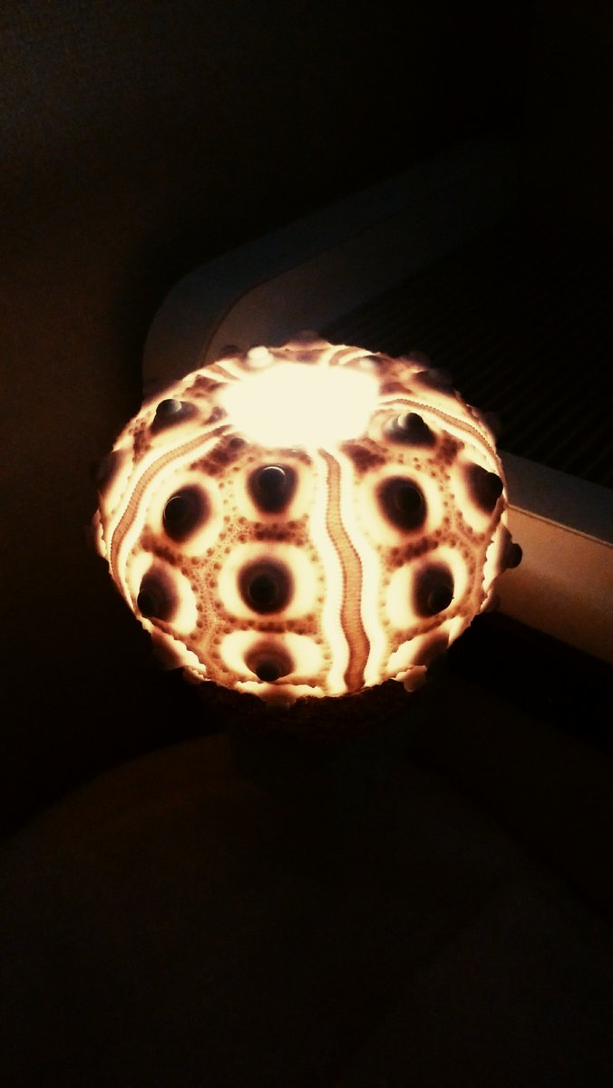 楽天でウニ殻のアソートを買ったので コンセントライトを密林で買い 100均でなつめ球とコルクの鍋敷きを買ってカットし ウニ殻ランプを作りました٩ W 今度はエアープランツか毛糸を買って ウニクラゲを作ろうかな ｰ Wｰ シーウーチン