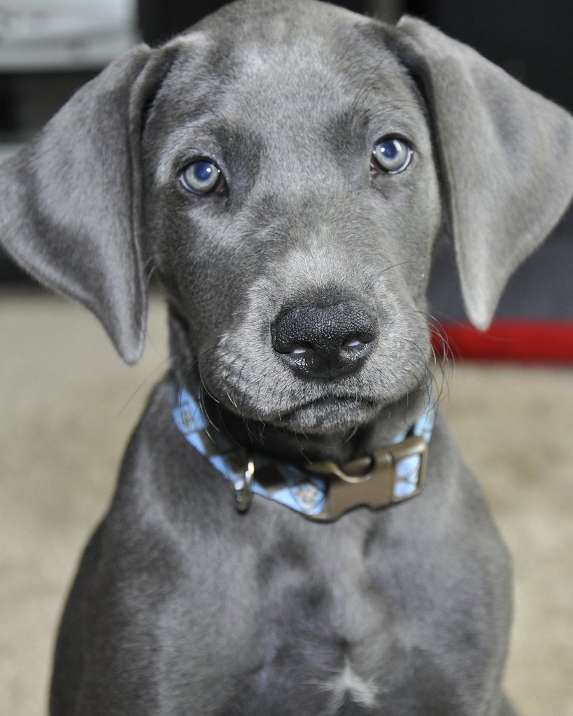 mynetpets's tweet image. This is our kind of #blueMonday #bluemerlecollie #bluechow #blueitaliangreyhound #blueweimaraner #dogsoftwitter #dogs #dogbreeds