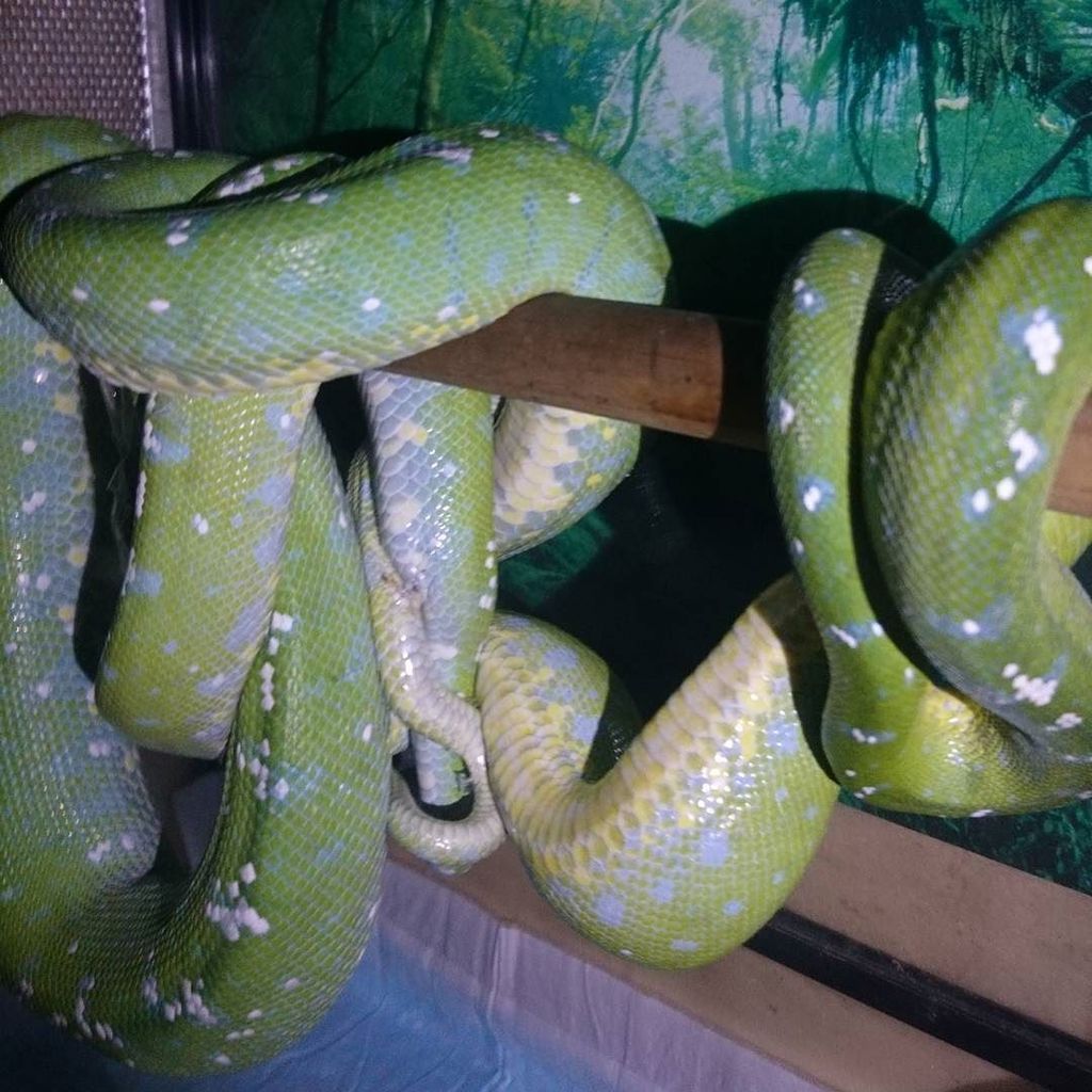 khen0817's tweet photo. からのMake Love♡
#グリーンパイソン #greentreepythons https://t.co/GPGyLCdXTS https://t.co/I3LVgfVQt9