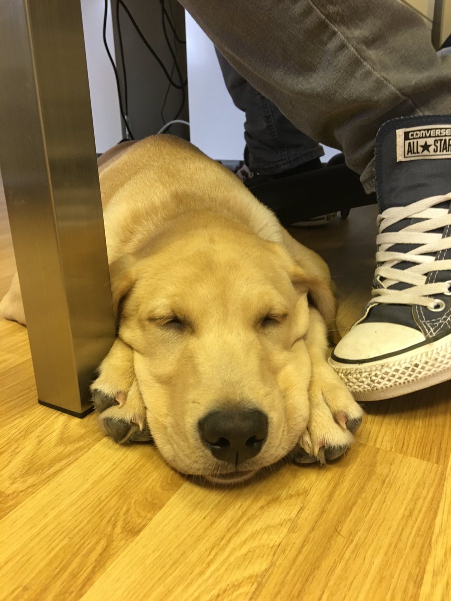 DoodlebugDogs's tweet photo. We never let #BlueMonday happen in the @doodlebugtweets office! I'm making sure there's plenty of cuddles (after my nap of course!) -  Riley https://t.co/2DoQWYz4Am