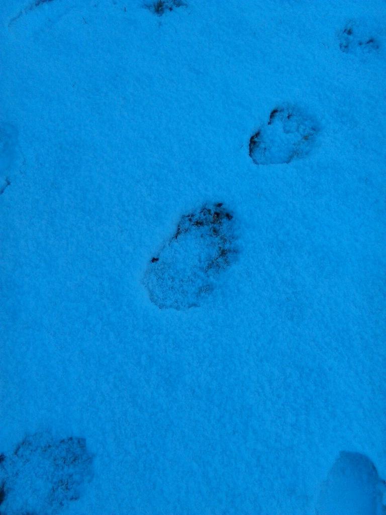 Welk dier heeft hier gelopen <a href="/freekvonk/">Prof. dr. Freek Vonk</a> ?  #dtv #sneeuwspoor #weddenschap