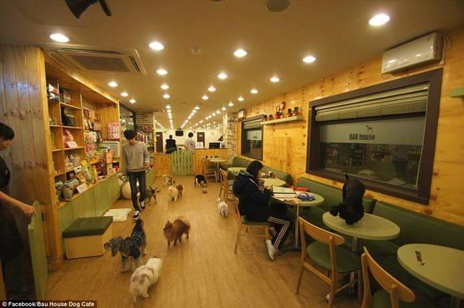 Кафе можно с собаками. Собачье кафе в Корее. Кафе для собак в Корее. Сеул кафе с собаками. Собака в кафе.