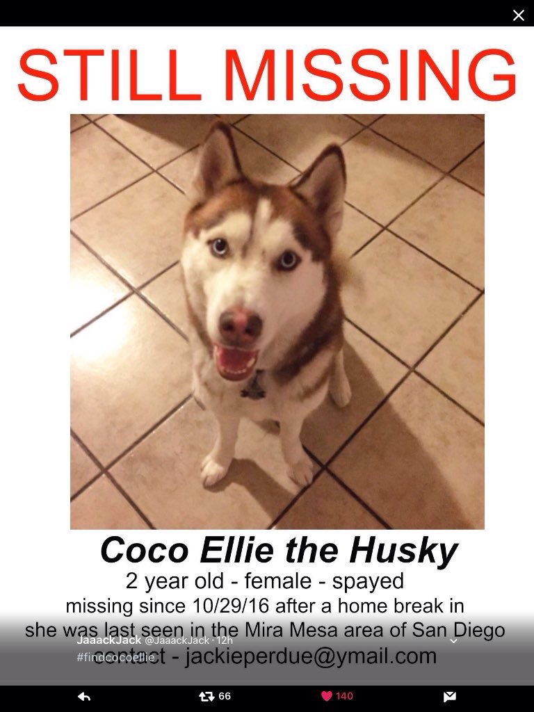LUnatic1965's tweet photo. PLEASE RT and keep Retweeting until we #findCocoEllie PLEASE HELP COCO GET HOME TO EVERYONE THAT LOVE HER contact @JaaackJack https://t.co/xFMHck36Jn
