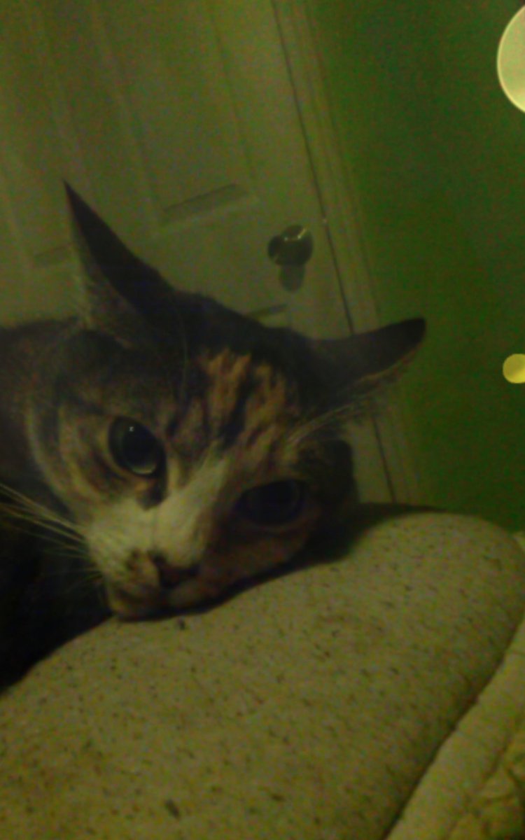 SenSnakes's tweet image. Lovely kitty