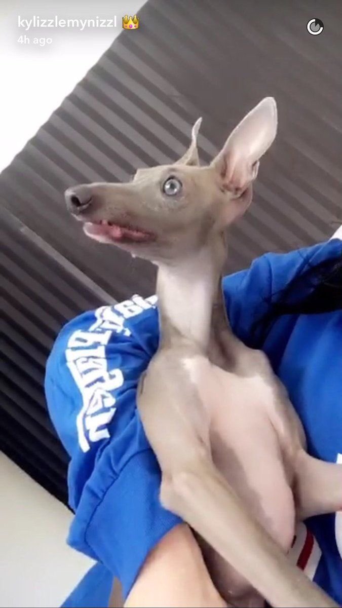 BeverlyHillsCEO's tweet photo. Kylie Jenner's dog look like a kangaroo on crack https://t.co/IuM5mE0xrx
