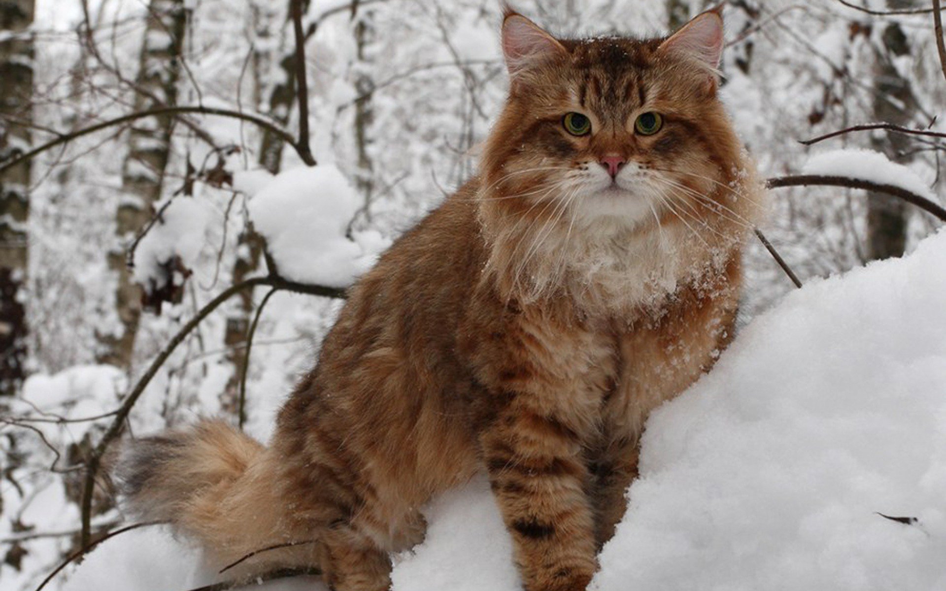 C2T6TxfWIAISAVG.jpg:large