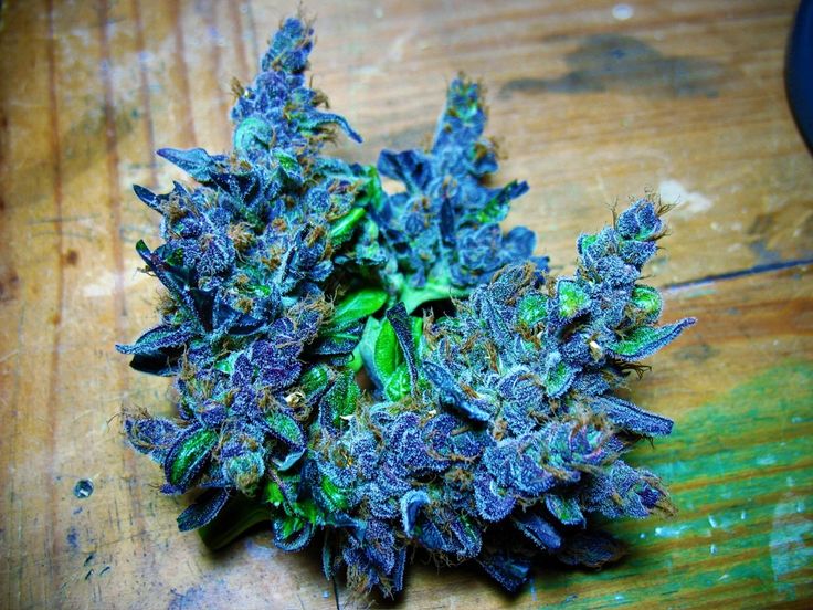 This weed looks Awesome! 😀
#Weed #Stoner #THC #highlife #highsociety #Blue #MaryJane #Dank