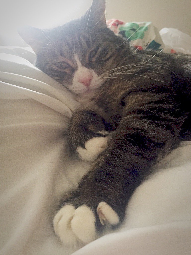 erinmikail's tweet photo. Milo Cat hardly workin' as I'm workin' hard on prepping for this week. #fatcatprobs https://t.co/EpZgLWZJ2M