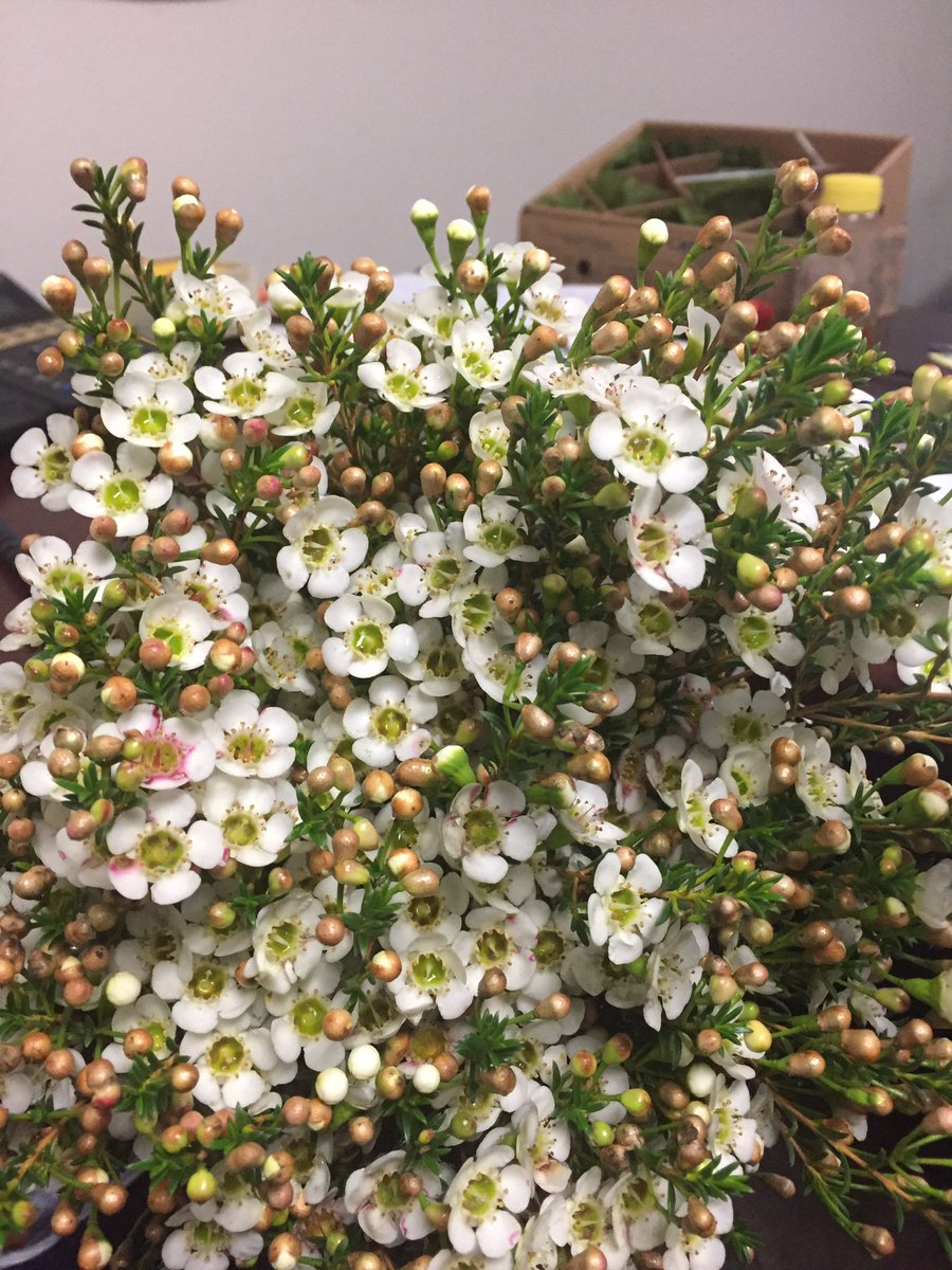 fbiflowers's tweet photo. Plenty of Matilda Waxflower in stock for Valentine's Day. These long-lasting blooms make an excellent filler. https://t.co/B0XsoZ16eO