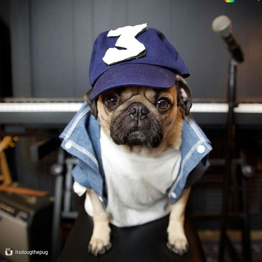 RomyandJacob's tweet photo. How cute is @itsdougthepug in chambray denim shirt? #dog #dog #puppy #pup #cute #eyes #ins… https://t.co/HuCiDCPoaF https://t.co/aPSe7ViS4E