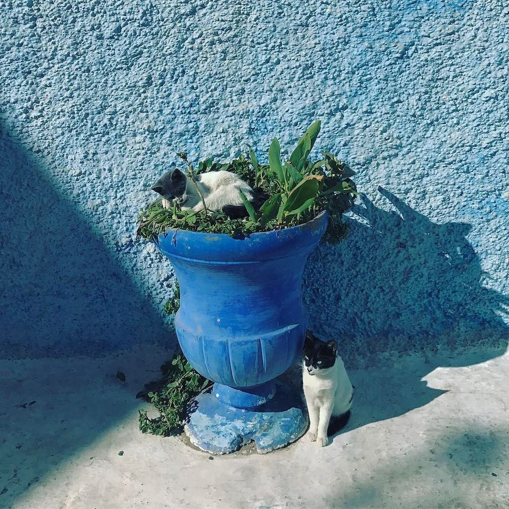 mosaaberizing's tweet photo. #CatsOfRabat https://t.co/reRa4kRAjK https://t.co/nhqBpztdL8