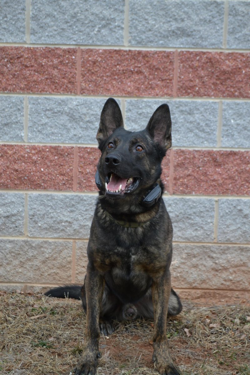 FairfaxCountyPD's tweet photo. Meet K9 Murdock! He's a 3-year-old Dutch Shepherd & he joined the FCPD family back in the summer! #FCPDK9 https://t.co/aSWWQTQklB