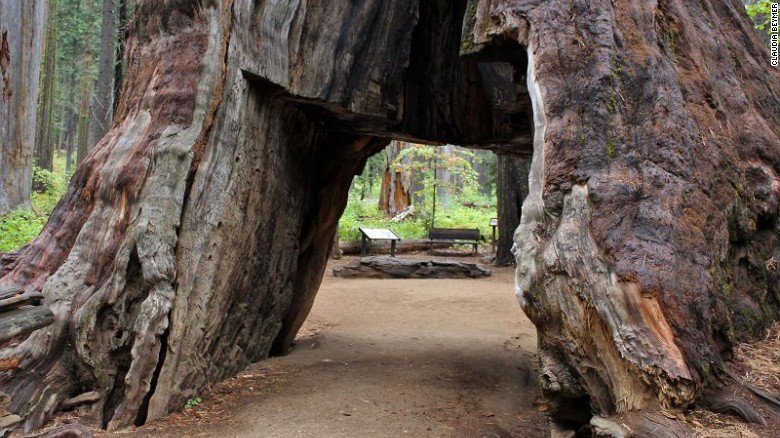 One of California's famous 'drive-through' trees found toppled after winter storm cnn.it/2j0l3AU