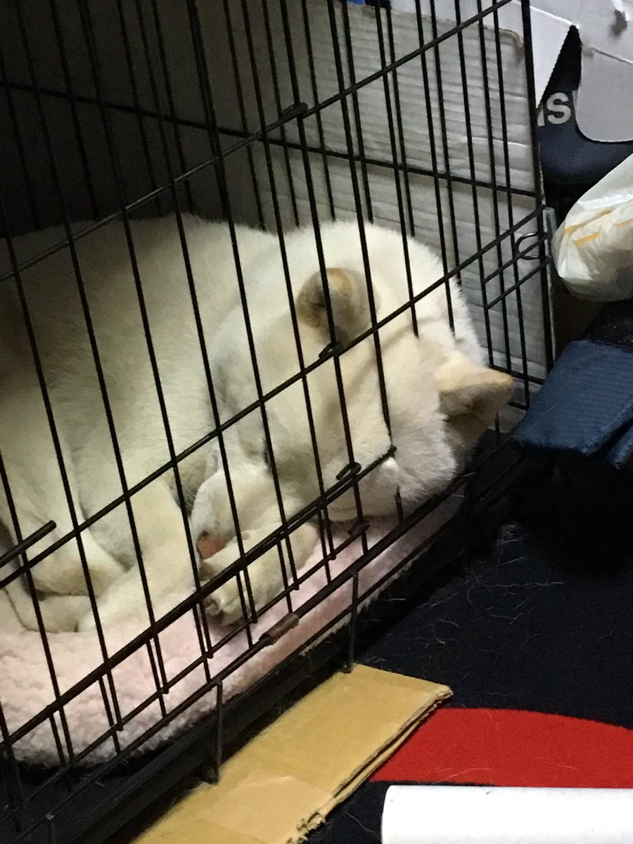 檻に刺さって ない ゲームのバグのような犬 Twitterで話題の 犬 画像まとめ 1 16 1 22 Togetter 檻に刺さって ない ゲームのバグのような犬 Twitterで話題の 犬 画像まとめ 1 16 1 22 Togetter