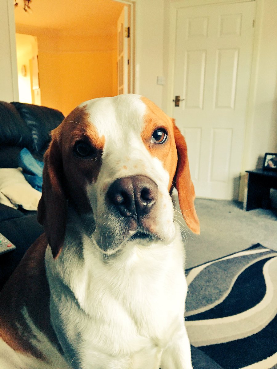 smokeyface94's tweet photo. My best buddy, Buddy 🐶👊🏻 https://t.co/SBu926aMIa