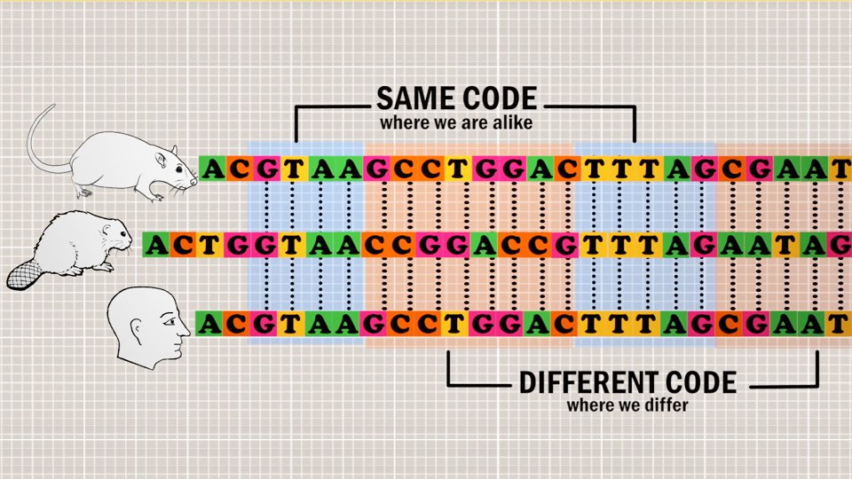 SickKidsNews's tweet photo. ICYMI: Happy 150th, Canada! Homegrown research team sequences #genome of Canadian icon – the beaver #Canada150 https://t.co/IJx93ujInu https://t.co/hSxYqkOYbI