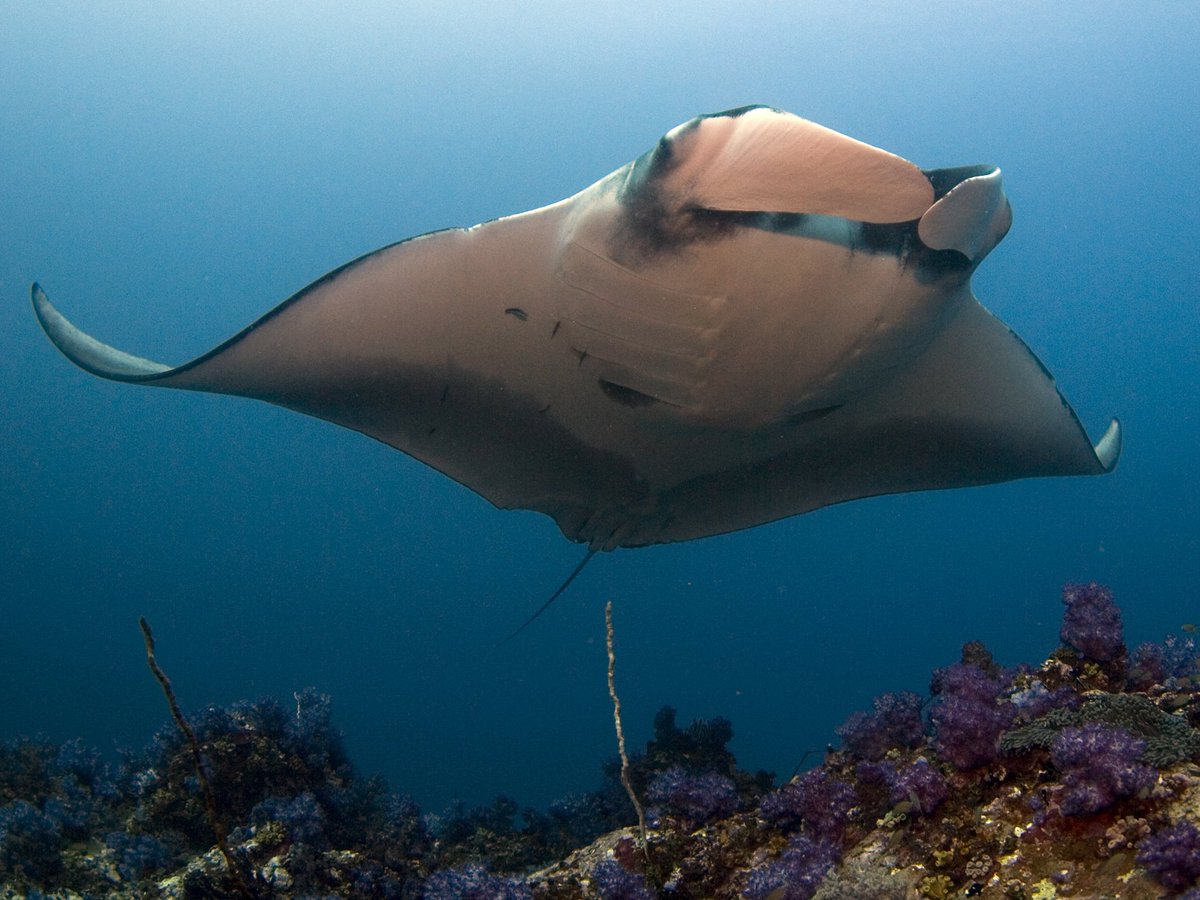 MarineMegafauna's tweet photo. #mantamondays did you know that a satellite tagged #giantmanta was recorded diving to a depth of 1400ms? https://t.co/JBH59O1c4U