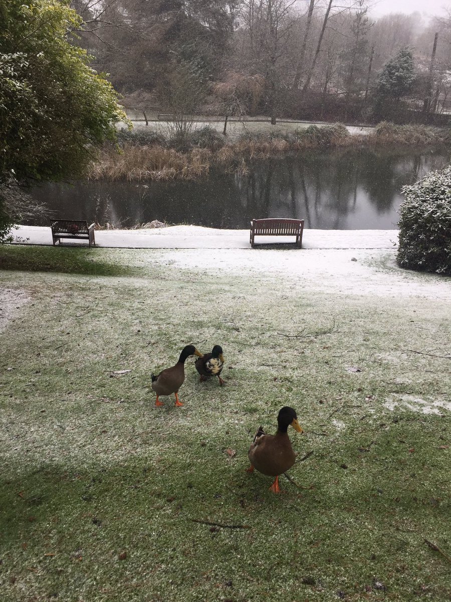 strathcarron1's tweet photo. New Strathcarron ducks Jack&Victor causing mischief at the Hospice @greghemphill96 @fordkiernan1 @stillgame #grumpyducks #raisingsmiles 🦆🦆🦆 https://t.co/LQd2dL2u12