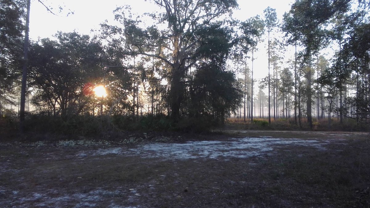 civester63's tweet photo. Saturday morning sunrise. Love the woods. Shot more with camera than lead. https://t.co/5SaO6X7YTd