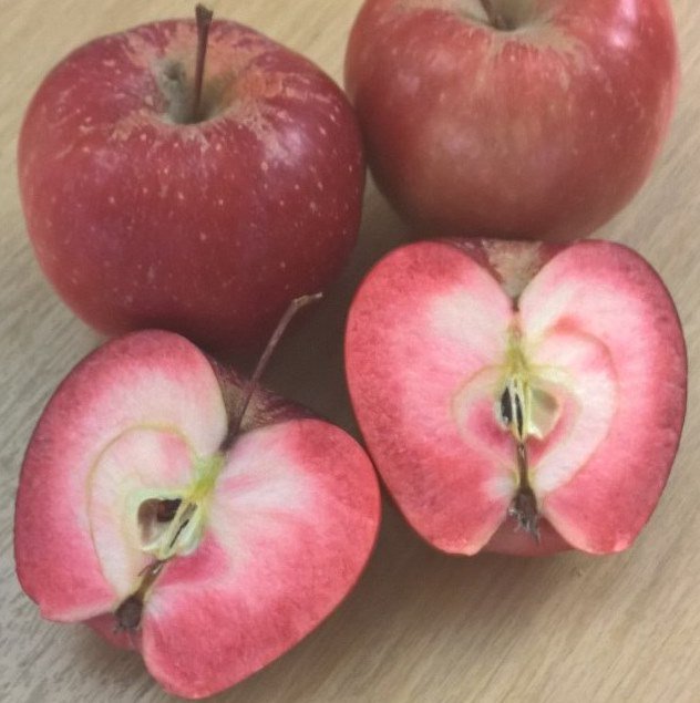 ReynoldsFood's tweet photo. Some yummy #redflesh apples just landed on our desks. No name at the moment, just a number. Give it a year or 2! #indevelopment #innovation https://t.co/r1GoUVW0xC