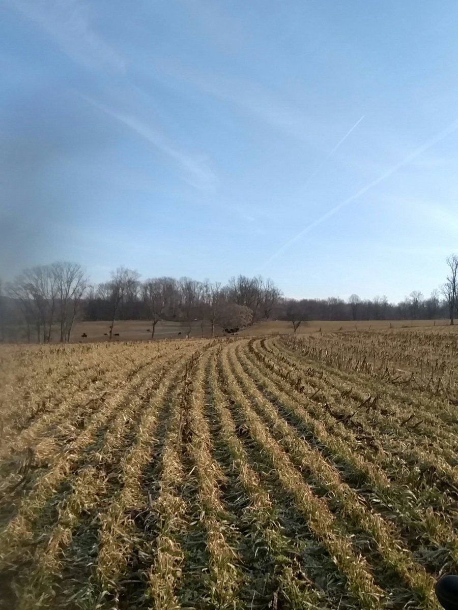 purenotiller's tweet photo. I get excited every time I drive by this field it just looks so good! https://t.co/BuyIUeRWbH