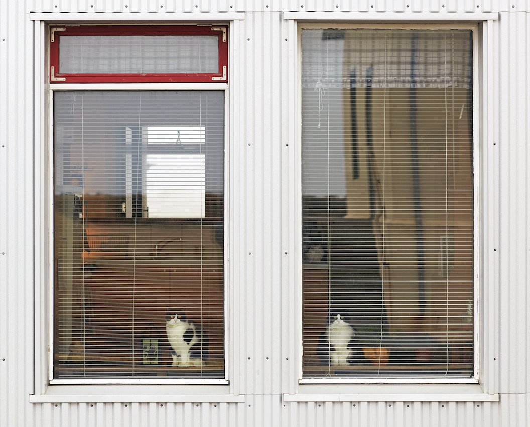 SarahDclt's tweet photo. Cats In Windows by @maxknightmare via @itsnicethat  #photography #cats https://t.co/V3IEmFSW29 https://t.co/k86iFmrypl