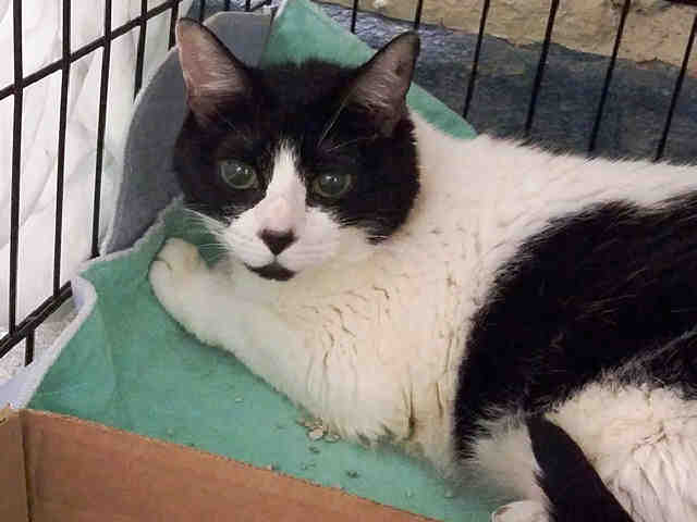 SupportPets's tweet photo. A #RTisFree & will save a #Cat #Dog from murder by #Animalshelters but it is up to YOU, yes YOU to #RTforFree Please help a #Pet in need =RT https://t.co/wHPljQBQuK