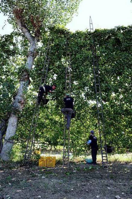 WineNewsIt's tweet photo. #Vite dell’#aria: #vino più alto d’#Italia, coltivato ad alberata a #Caserta, le sue viti raggiungono anche 15 metri https://t.co/p5Y99xnIZX
