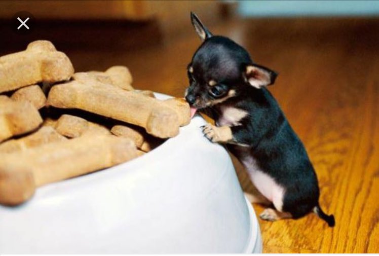 swagbridger's tweet photo. The puppy is little #cutestpuppy https://t.co/gDv3widPkY