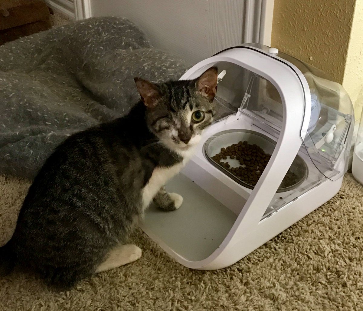 surefeed microchip cat feeder surefeed microchip cat feeder