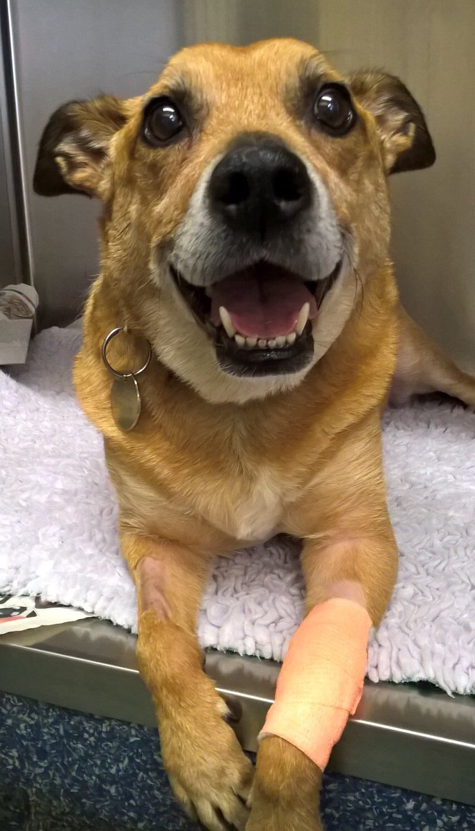 abbeyvetnurse's tweet image. Molly visited us for the day at our Chaddesden surgery for a series of blood tests #abbeyvetgroup #petsoftwitter #dogsoftwitter #happydogs