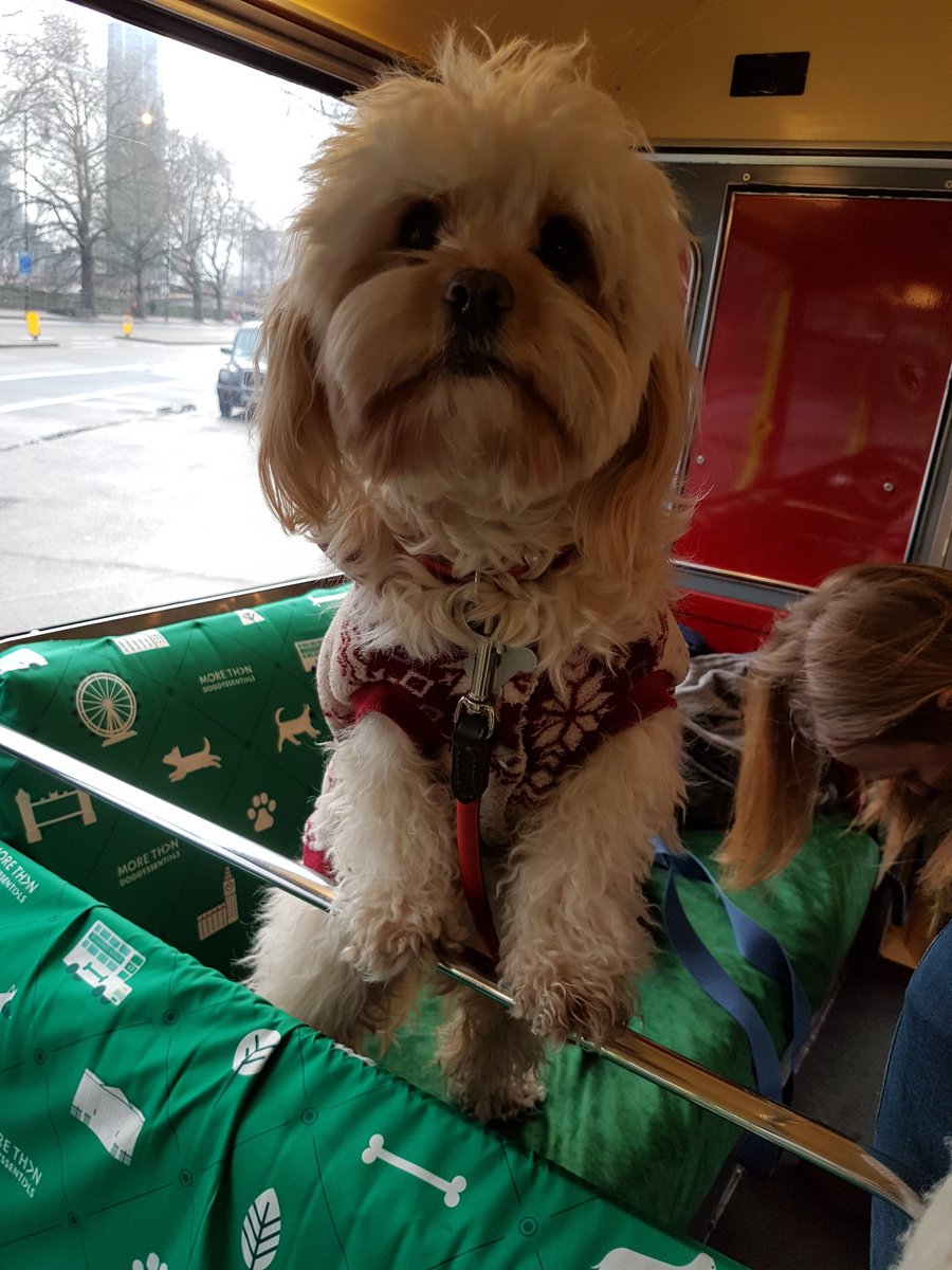 Canary_Woof's tweet photo. Good fun had by everypawdy on the Dog Bus Tour of #london #doggyssentials #canarywoof https://t.co/SiegAZ3Ocs